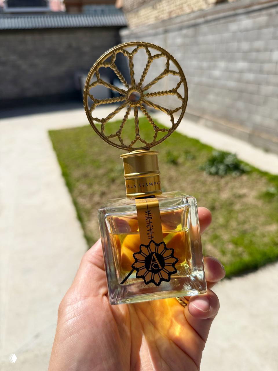 Miracula Angela Ciampagna — цветочные стебли и молочко