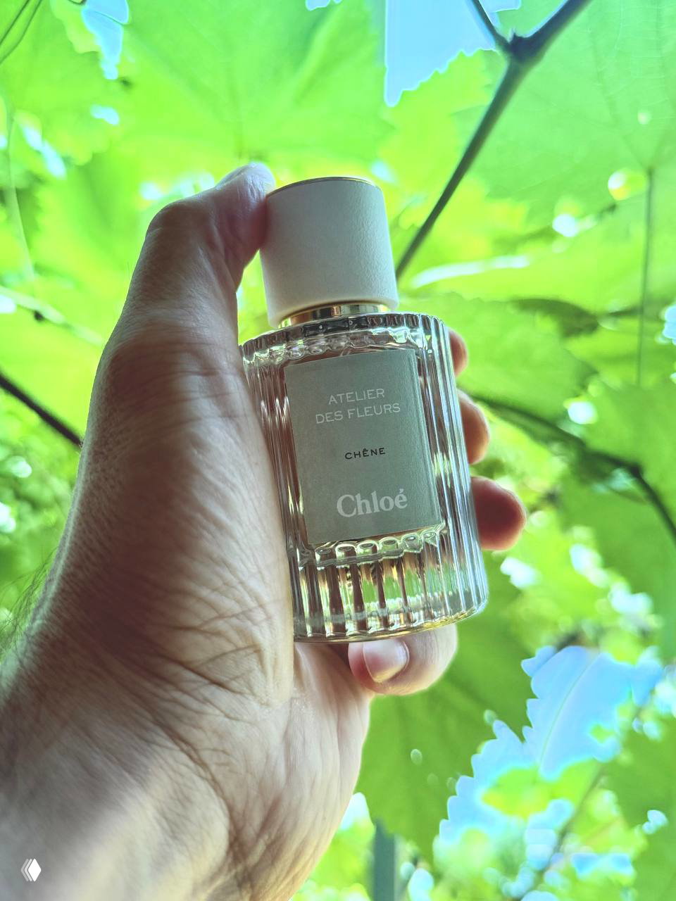 Chêne (Chloé): первые впечатления