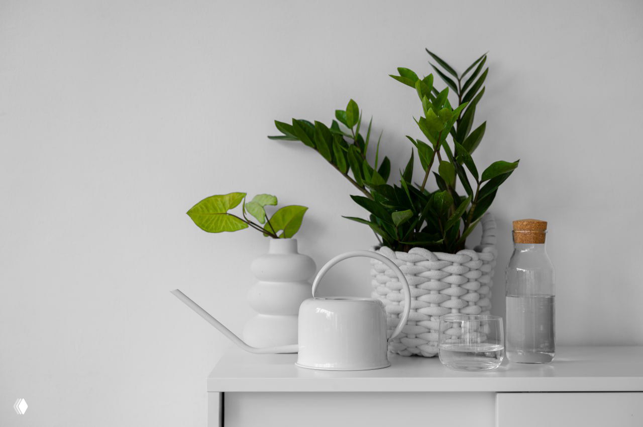 Почему не растет замиокулькас и как стимулировать рост