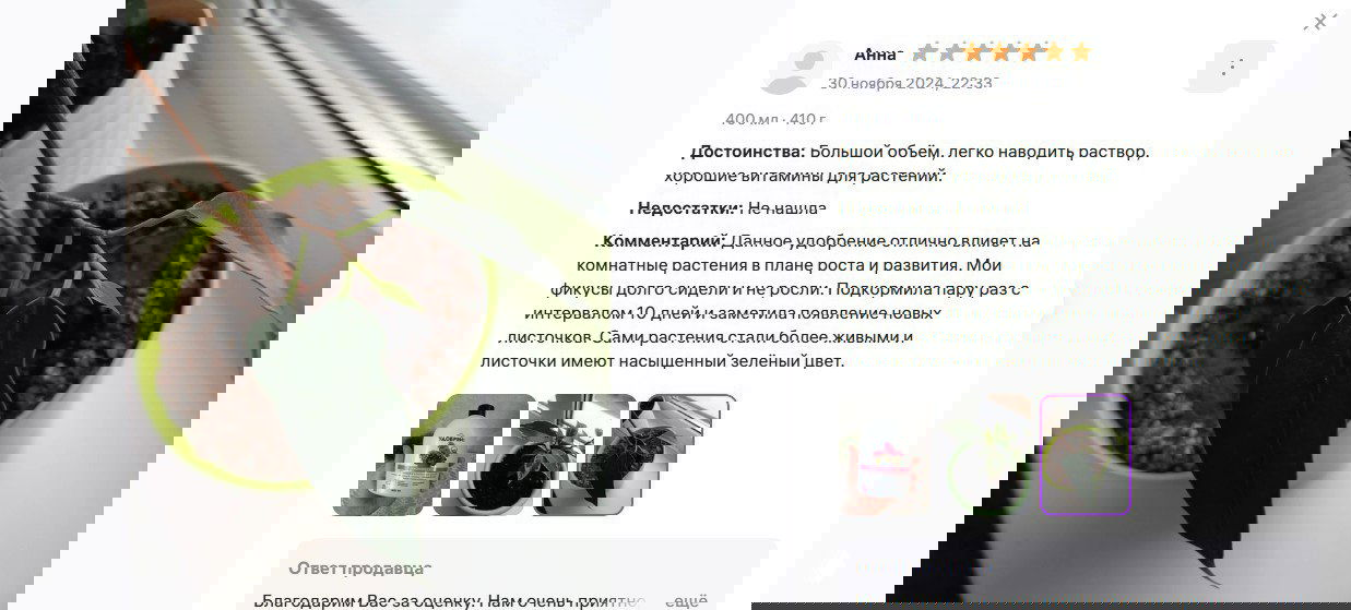 Что делать, если фикус перестал расти