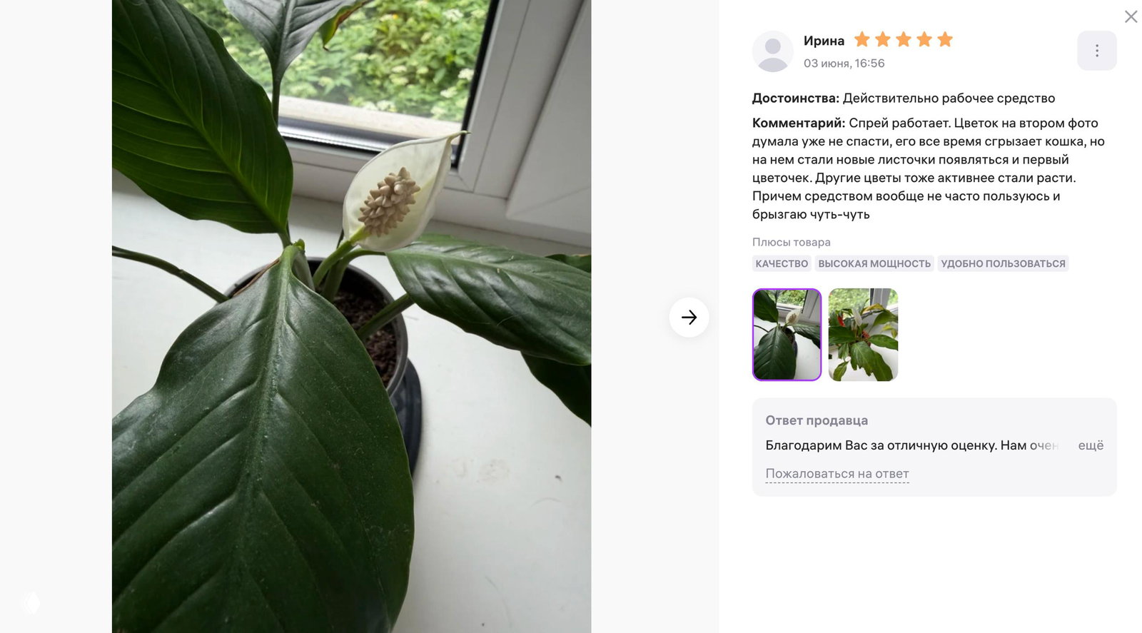 Фото горшечного растения на подоконнике с крупными тёмно-зелёными листьями и белым соцветием — виден эффект после обработки спреем.