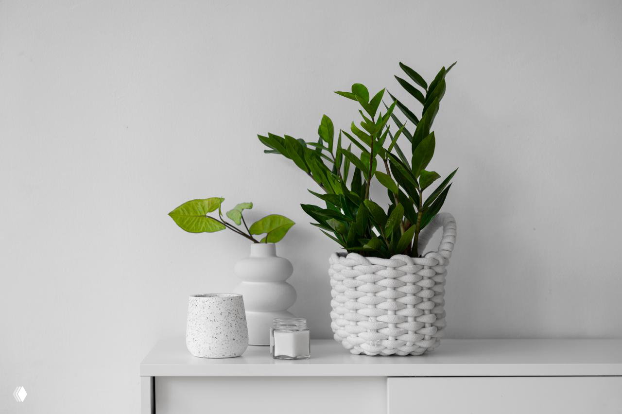 Почему замиокулькас погибает: 6 ошибок в уходе