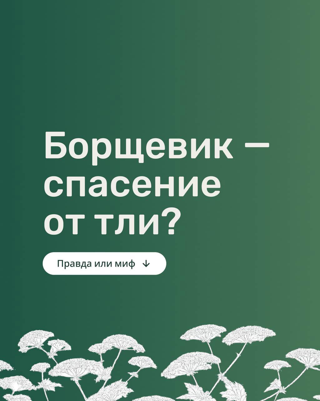 Борщевик — спасение от тли? Правда ли это?
