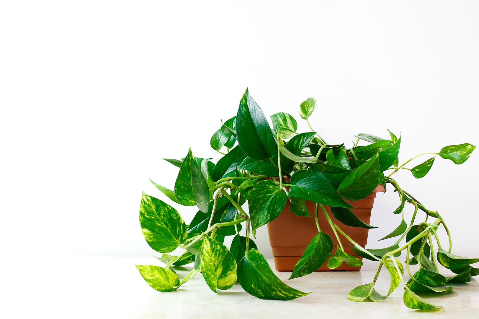 Как ухаживать за эпипремнумом: 7 простых правил 🌿
