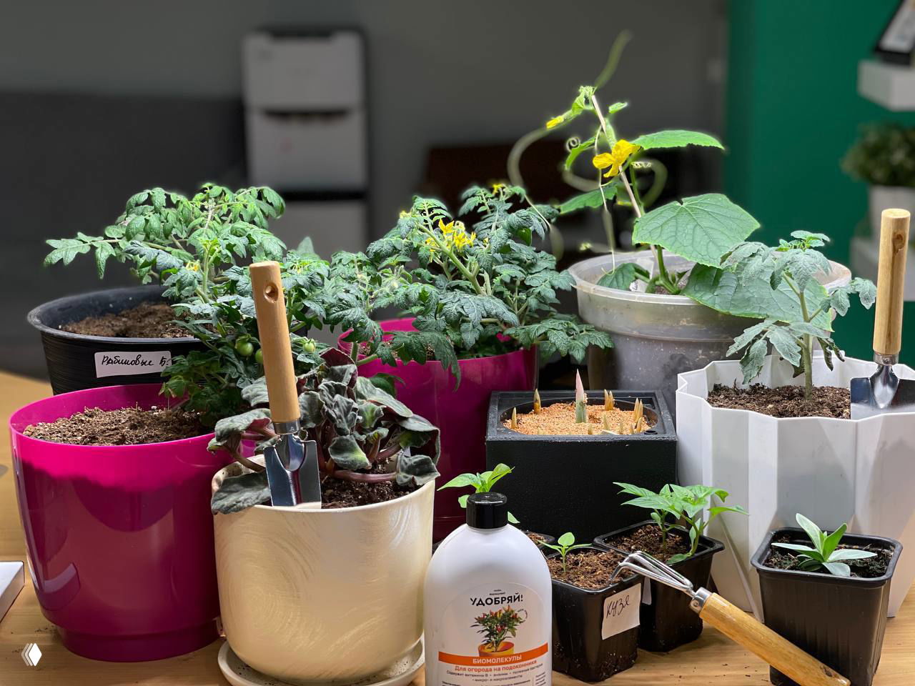 Февральский чек-лист дачника