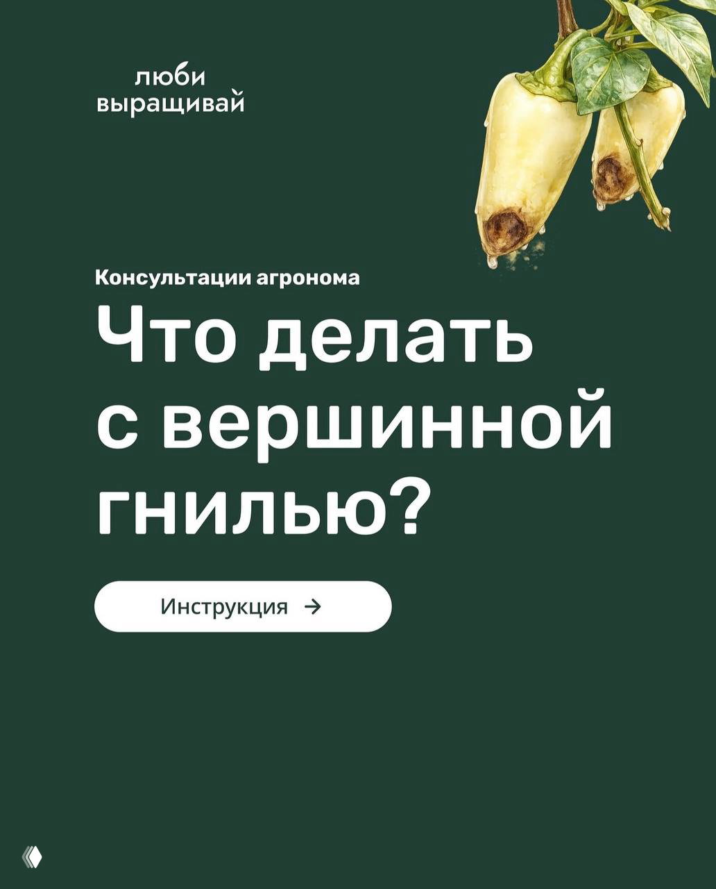 Почему перцы гниют прямо на кусте