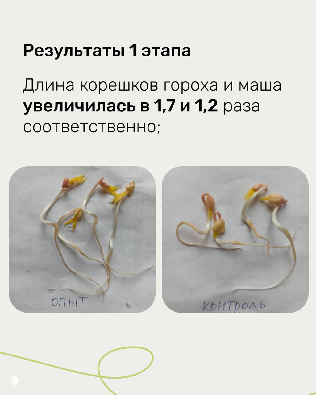 Фотографии проростков на бумаге с пометками «опыт» и «контроль» для визуального сравнения длины корешков и общего развития проростков.
