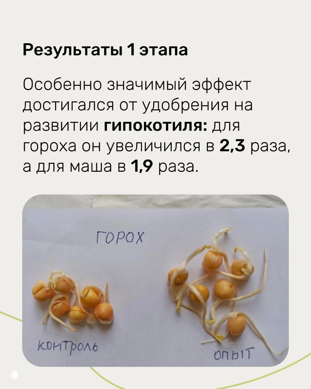 Фото проростков гороха с подписями «контроль» и «опыт», иллюстрирующее более развитые корни и гипокотиль в обработанной группе.