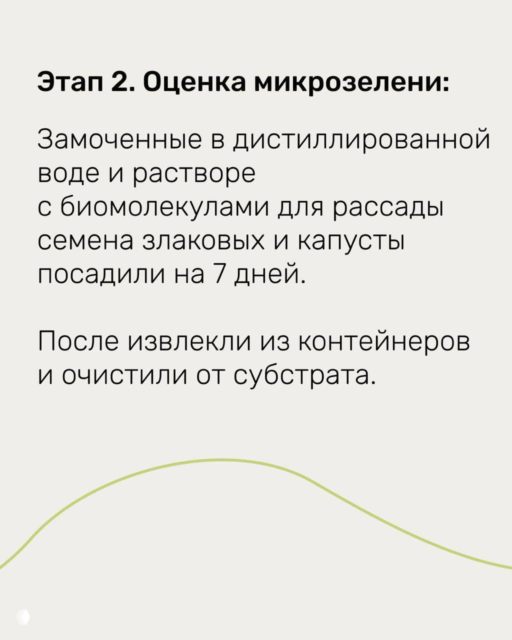 Текстовый слайд о втором этапе: оценка микрозелени после 7 дней посадки — извлечение и очистка от субстрата для взвешивания и измерений.