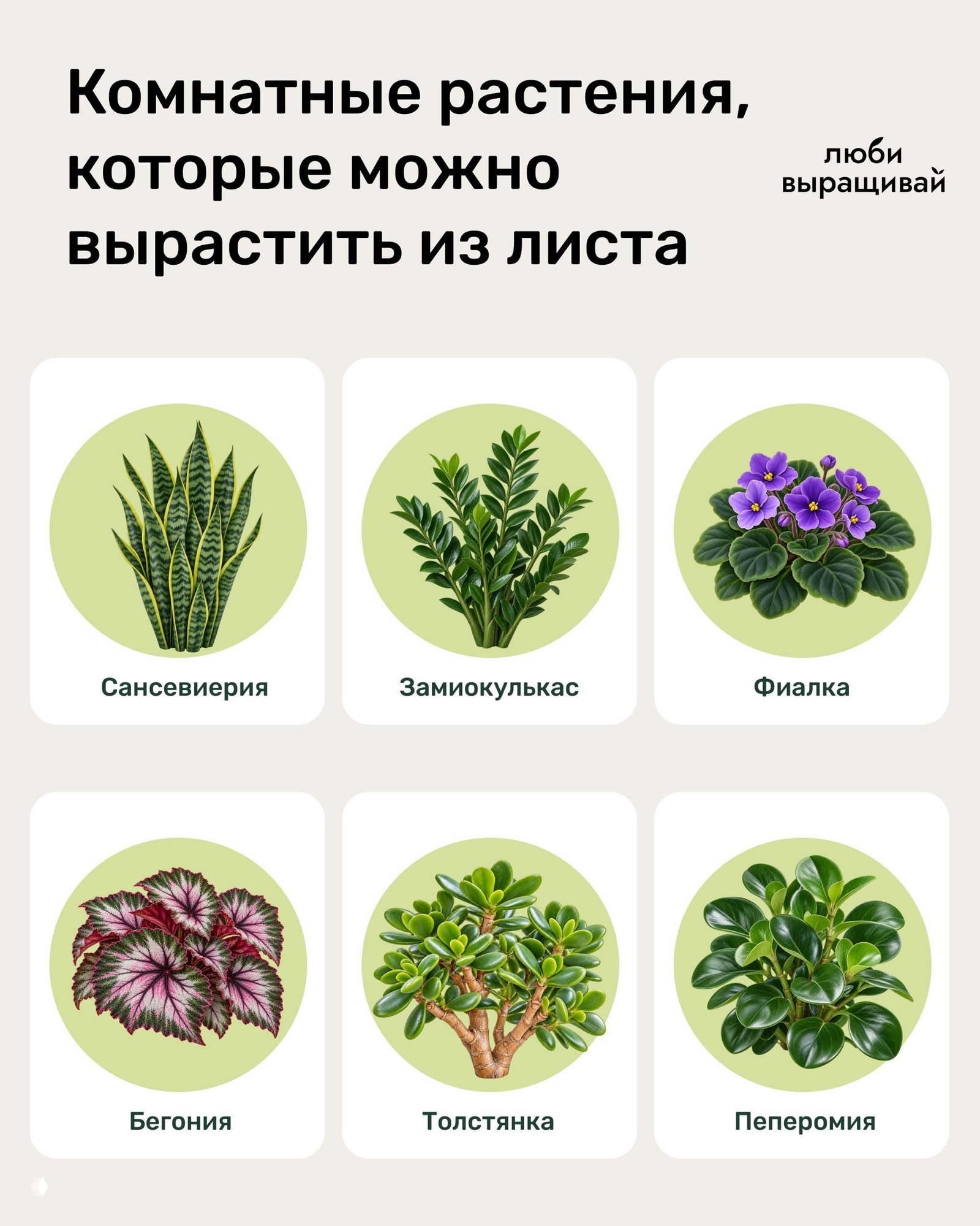Шесть комнатных растений из одного листа