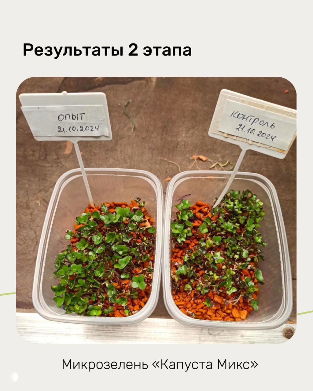 Слайд с выводами: биомолекулы увеличили урожайность микрозелени в 1,5–1,4 раза по сравнению с контрольной группой, на светлом фоне.