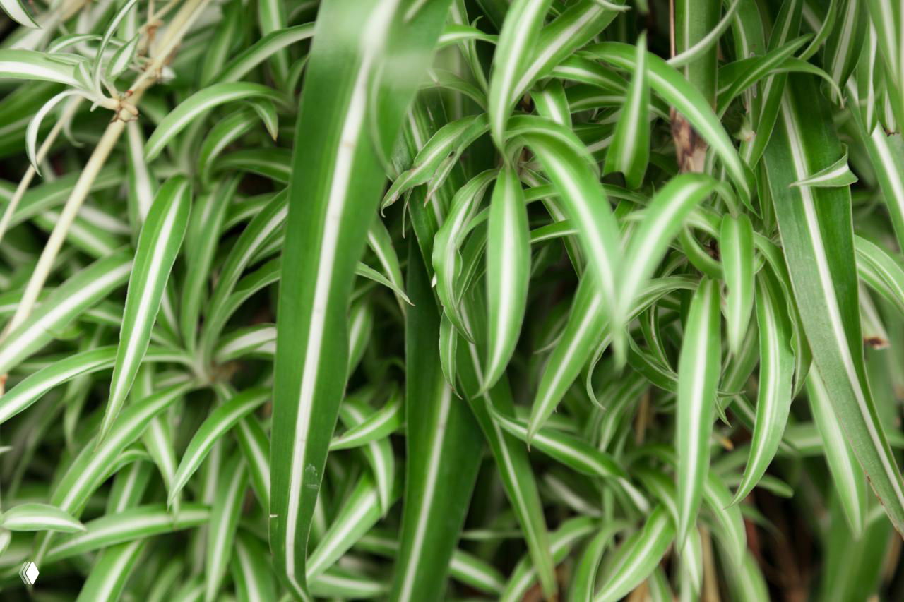 Три комнатных растения, которые почти невозможно залить