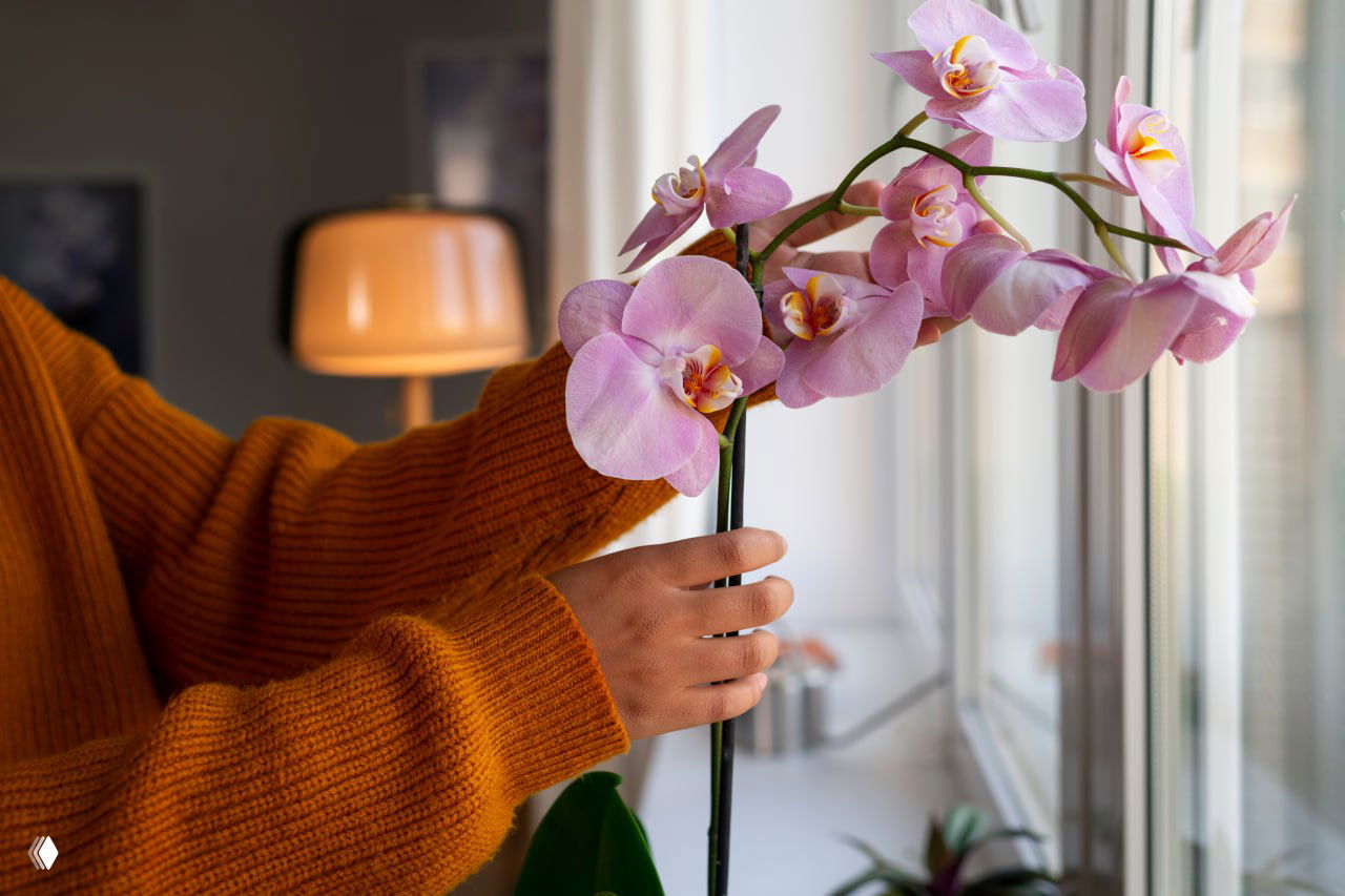 Орхидея годами не выпускает цветоносы — причины
