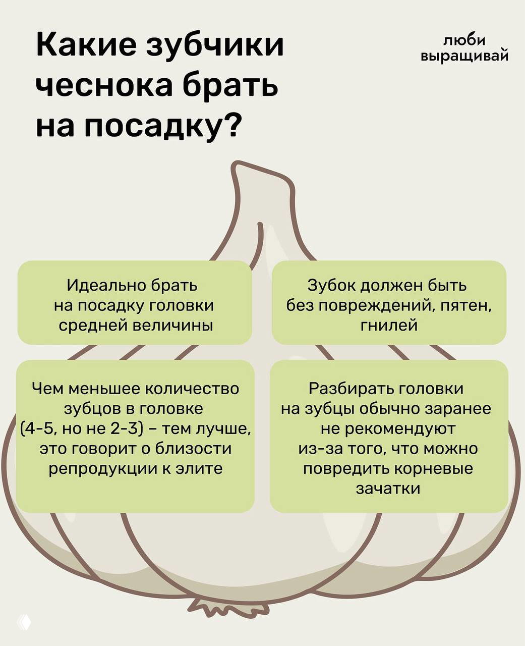 Какие зубчики чеснока выбрать для посадки