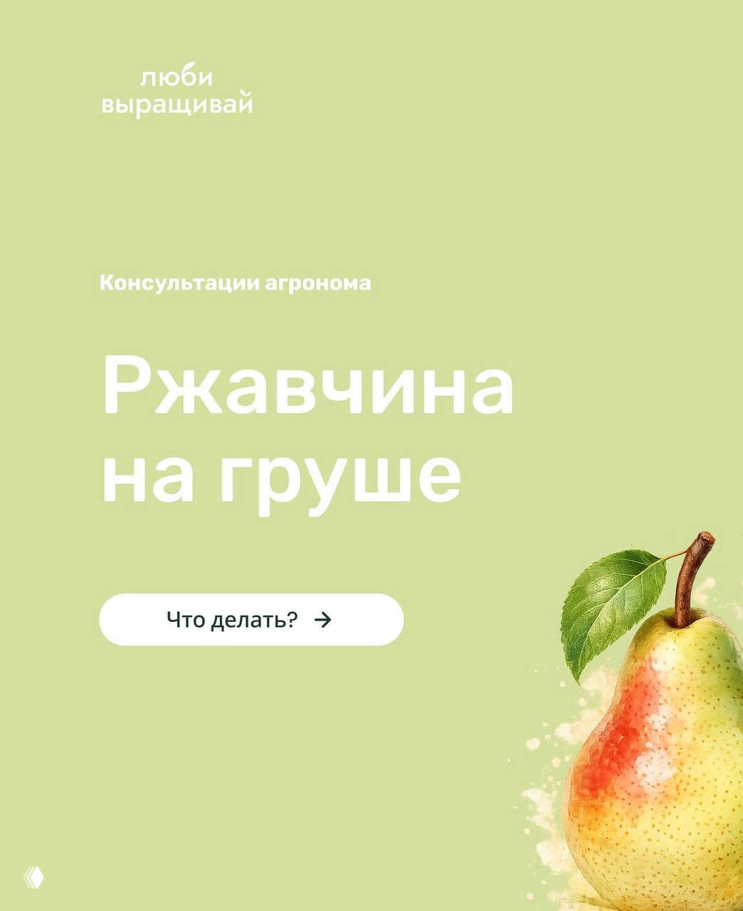 Препараты против ржавчины груши — советы агронома