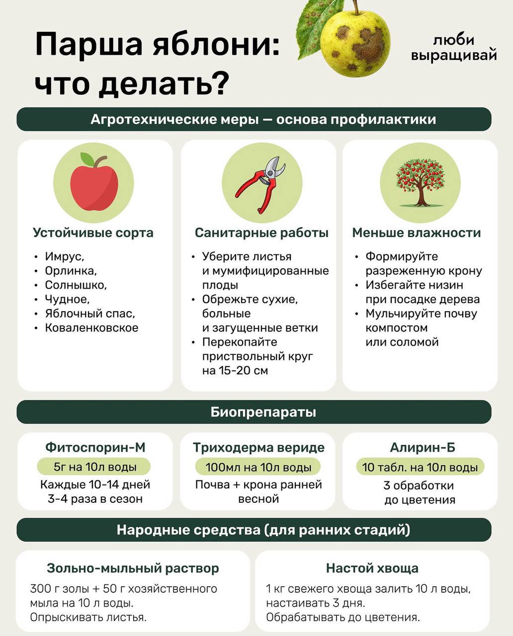 Парша яблони: что делать?