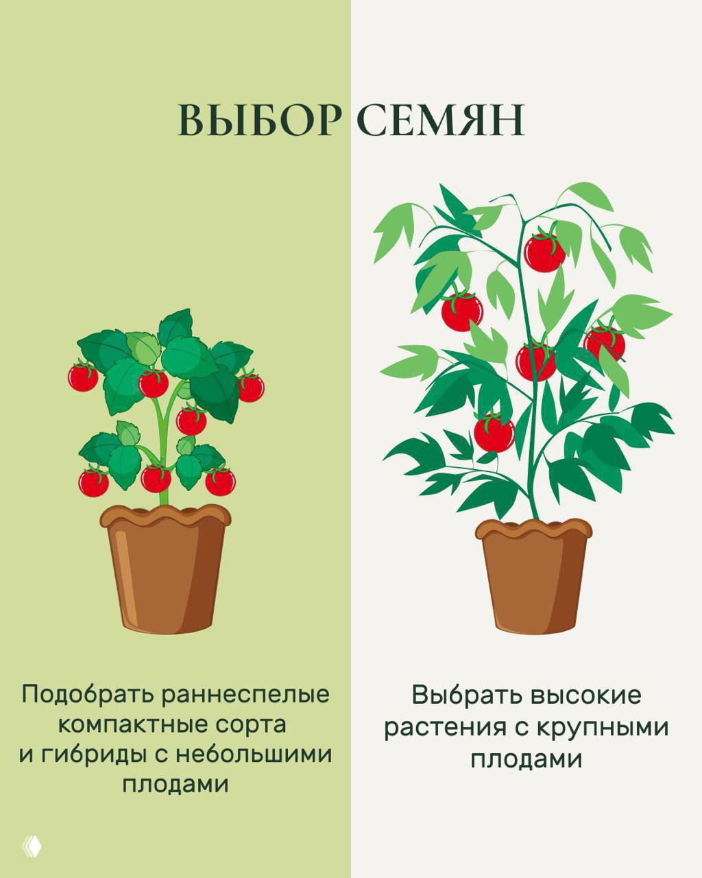 Инфографика про выбор семян: две иллюстрации компактного и высокого растения в горшках с поясняющими подписями о раннеспелых и крупноплодных сортах.