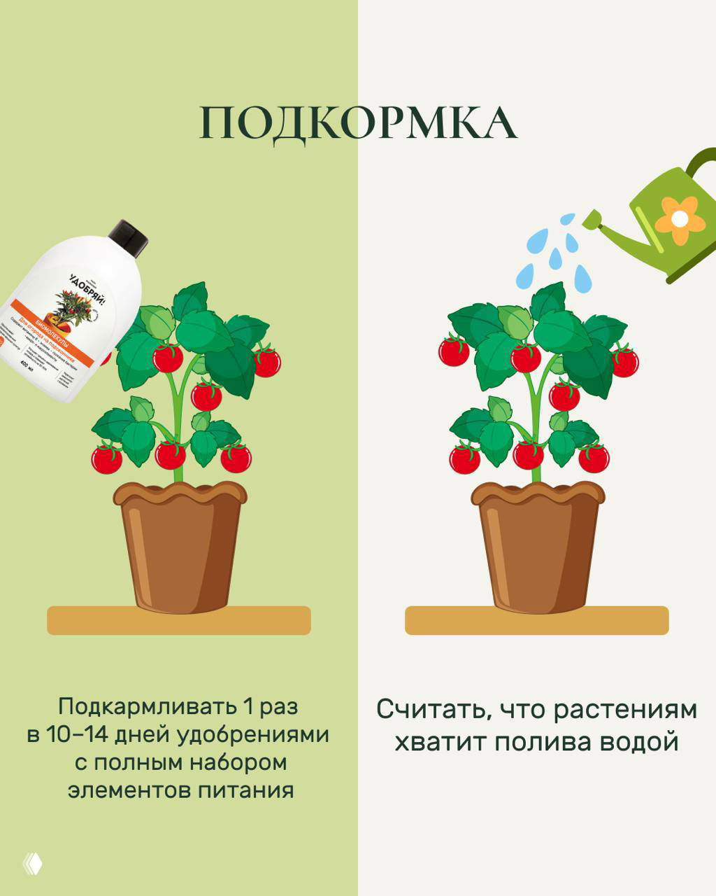 Карточка про подкормку: слева бутылка удобрения у растения, подпись советует подкармливать каждые 10–14 дней, справа ошибка — полагаться только на полив.