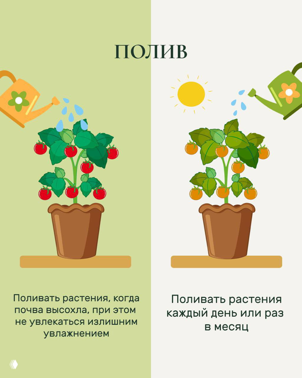 Карточка о поливе: иллюстрации растений и лейки, с подписью контролировать влажность почвы и избегать переувлажнения, поливать по факту высыхания.