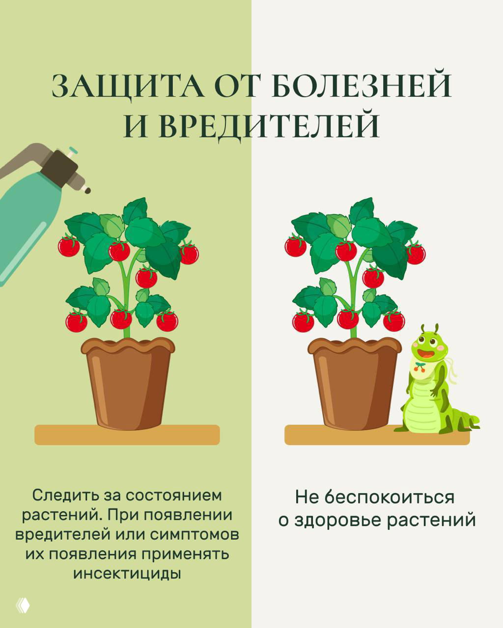 Иллюстрация защиты от болезней и вредителей: опрыскивание растения слева и изображение вредителя справа с подписью о наблюдении и применении инсектицидов при необходимости.