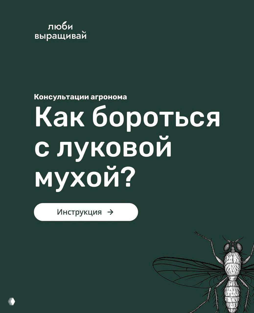 Пять шагов, которые помогут избавиться от луковой мухи