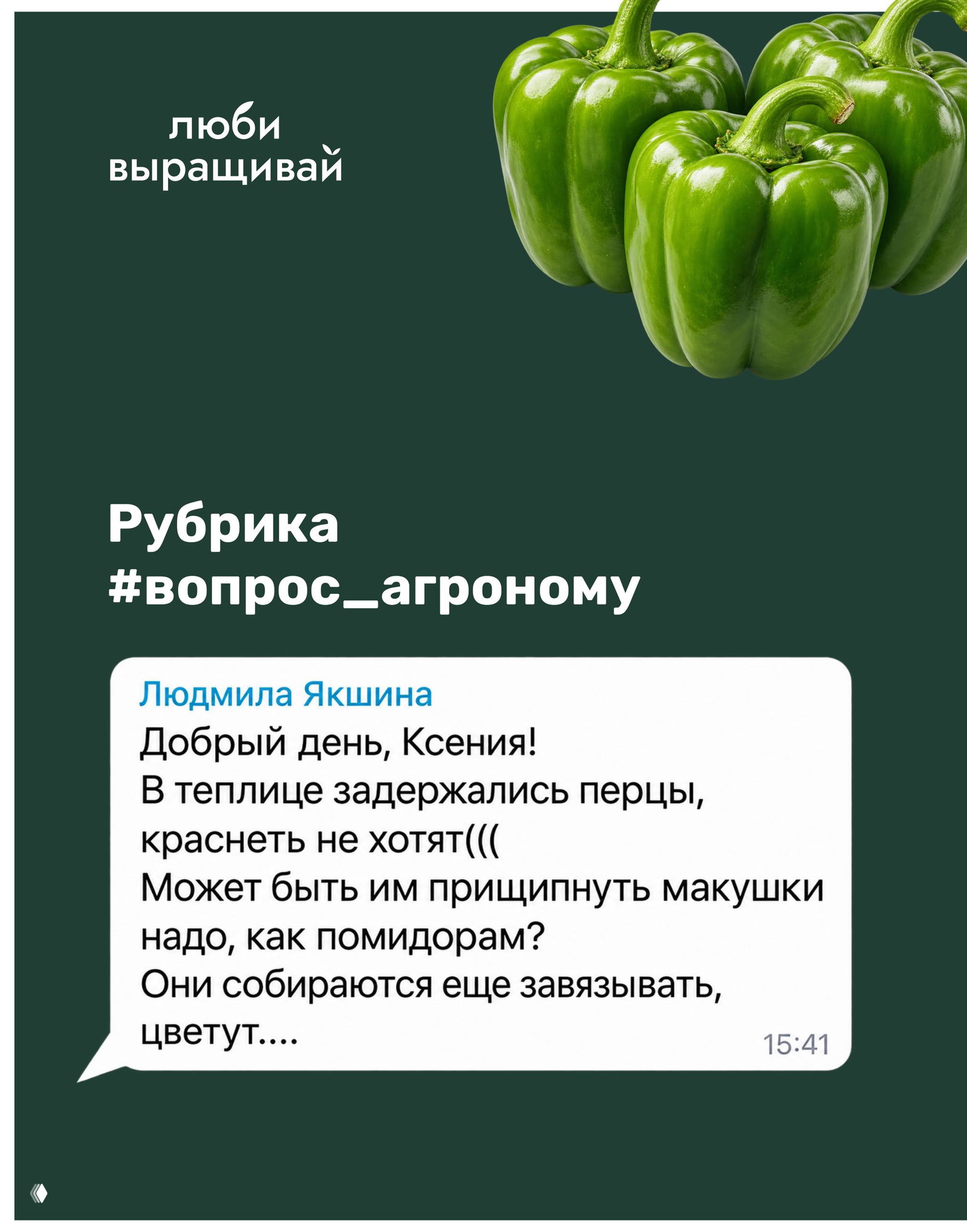 Как помочь перцам дозреть в сентябре? Ответ агронома