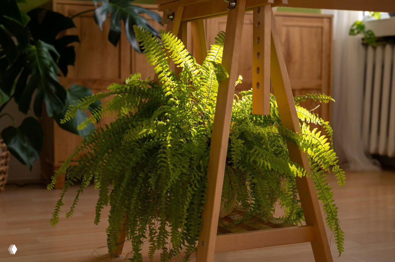 Папоротник: простые правила ухода