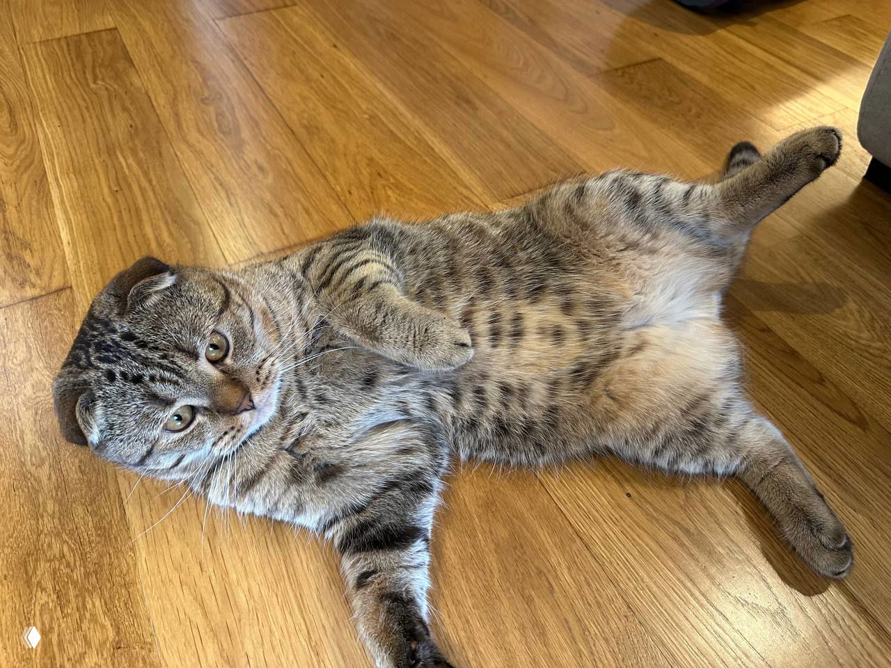 Полосатый кот лежит на деревянном полу на спине, смотрит в кадр — домашний питомец Лео, который помог создать праздничный кадр.