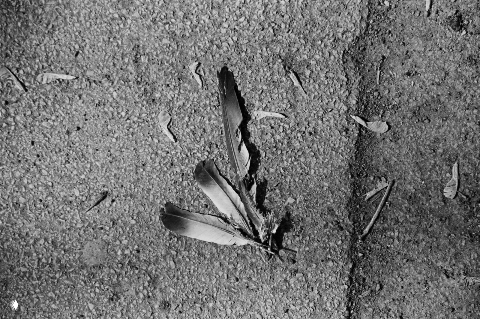 Чёрно-белая плёночная фотография: несколько перьев, лежащих на асфальтовой поверхности, заметная текстура дорожного покрытия и выраженная зернистость после проявки Foma PAN 200.