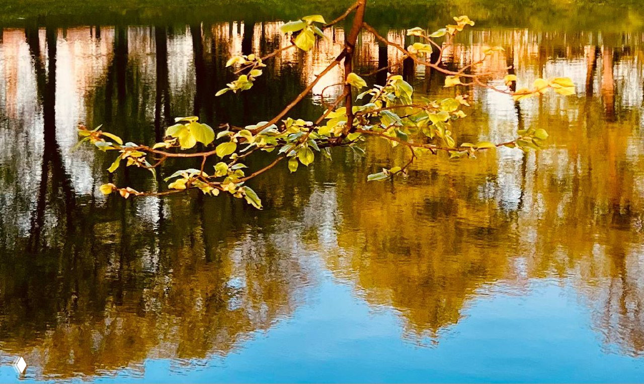 Низкий план: ветка с зелёными листьями над гладкой водой, где пляшут отражения деревьев и тёплые золотистые тона заката.