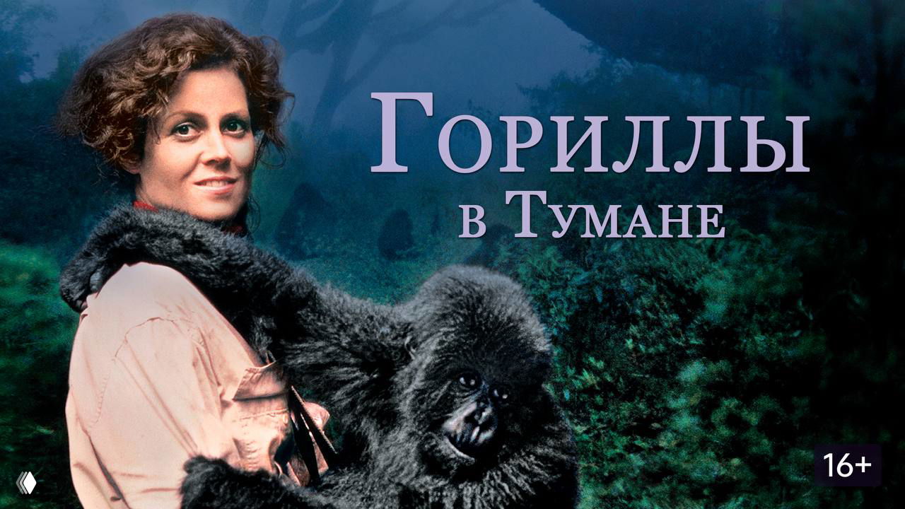 Гориллы в тумане