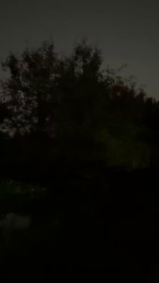 Тёмная ночная сцена у воды: силуэты деревьев и неясные очертания — кадр, где наблюдались светлячки; низкая освещённость и атмосферность. Фото автора.