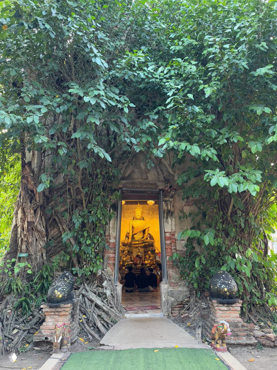 Небольшой храмовый алтарь с фигурой Будды, аккуратно вписанный в корни огромного фикуса; корни, зелёная растительность и молящиеся внутри. Фото автора.