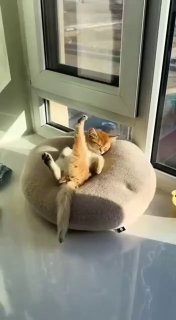 Кошка на круглой мягкой подушке у окна в офисе греется в лучах солнца — уютная сцена офисной паузы и отдыха.