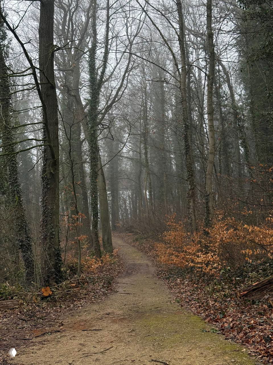 Лесная тропинка среди высоких голых деревьев в туманную погоду, земля покрыта опавшими листьями и влажной листвой, атмосферная прогулка.