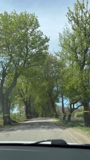 Дорога с довоенными аллеями дубов и тополей вдоль восточно-прусской трассы, съёмка из автомобиля в ясный день.