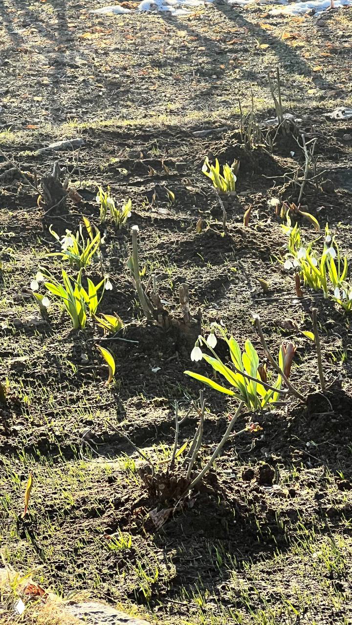 Весенние ростки и подснежники на грядке в саду Переделкино: первые зелёные побеги среди влажной тёмной земли и солнечных бликов.