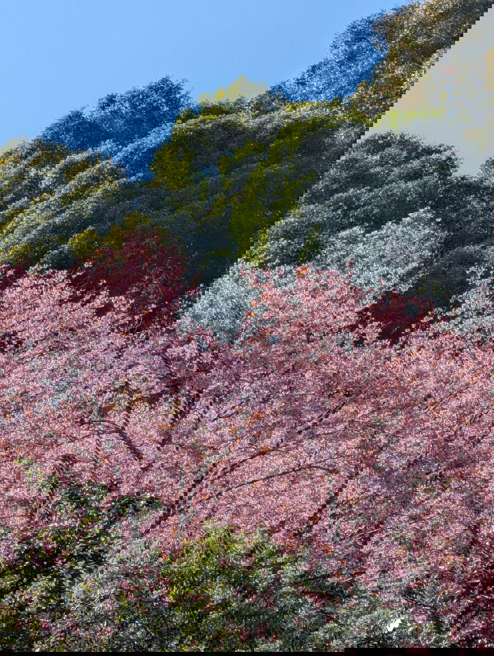 Пышные розовые цветущие деревья сакуры на склоне в окрестностях Чиангмая, плотные кроны и насыщенные лепестки весеннего пейзажа.