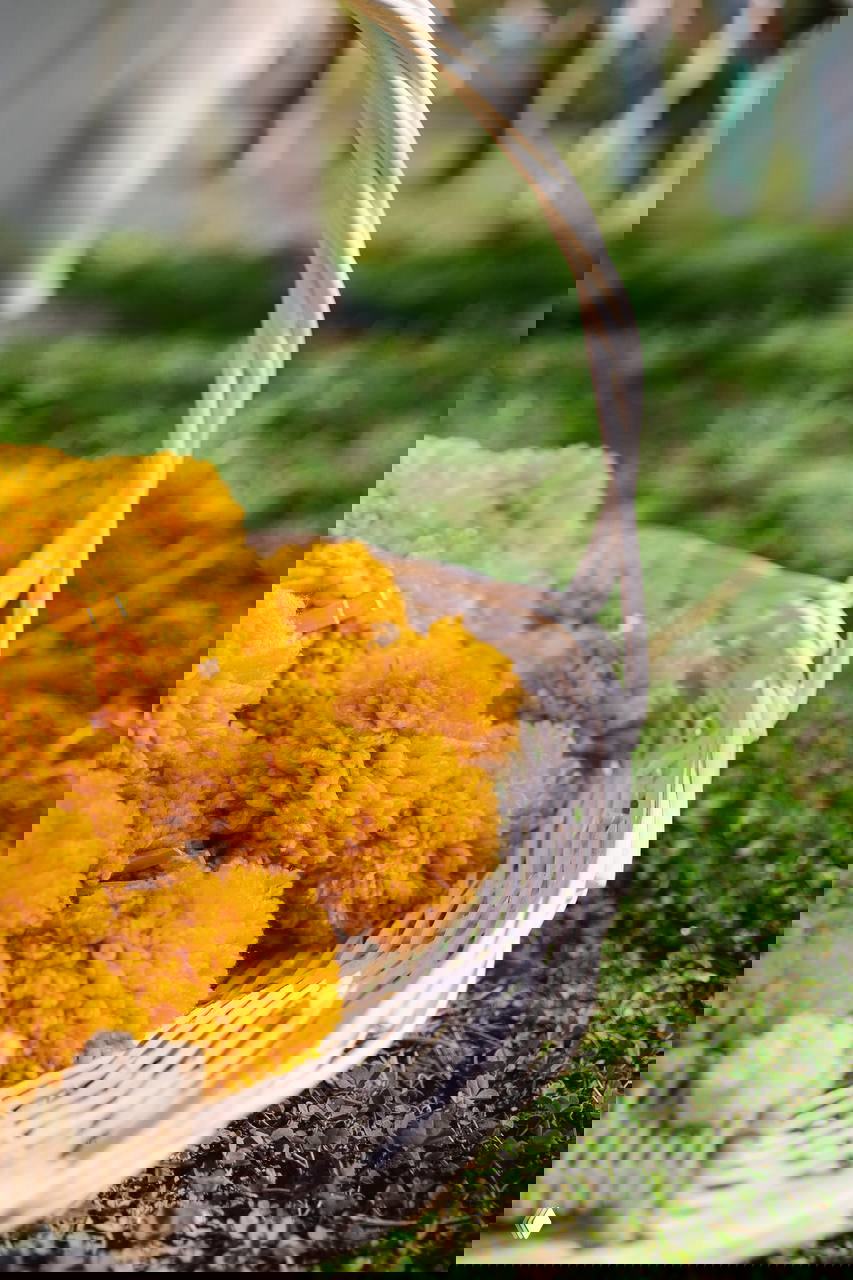 Белая плетёная корзина на траве, наполненная крупными ярко‑жёлтыми помпонами/цветами — весенний кадр для пасхального оформления пикника или декора.