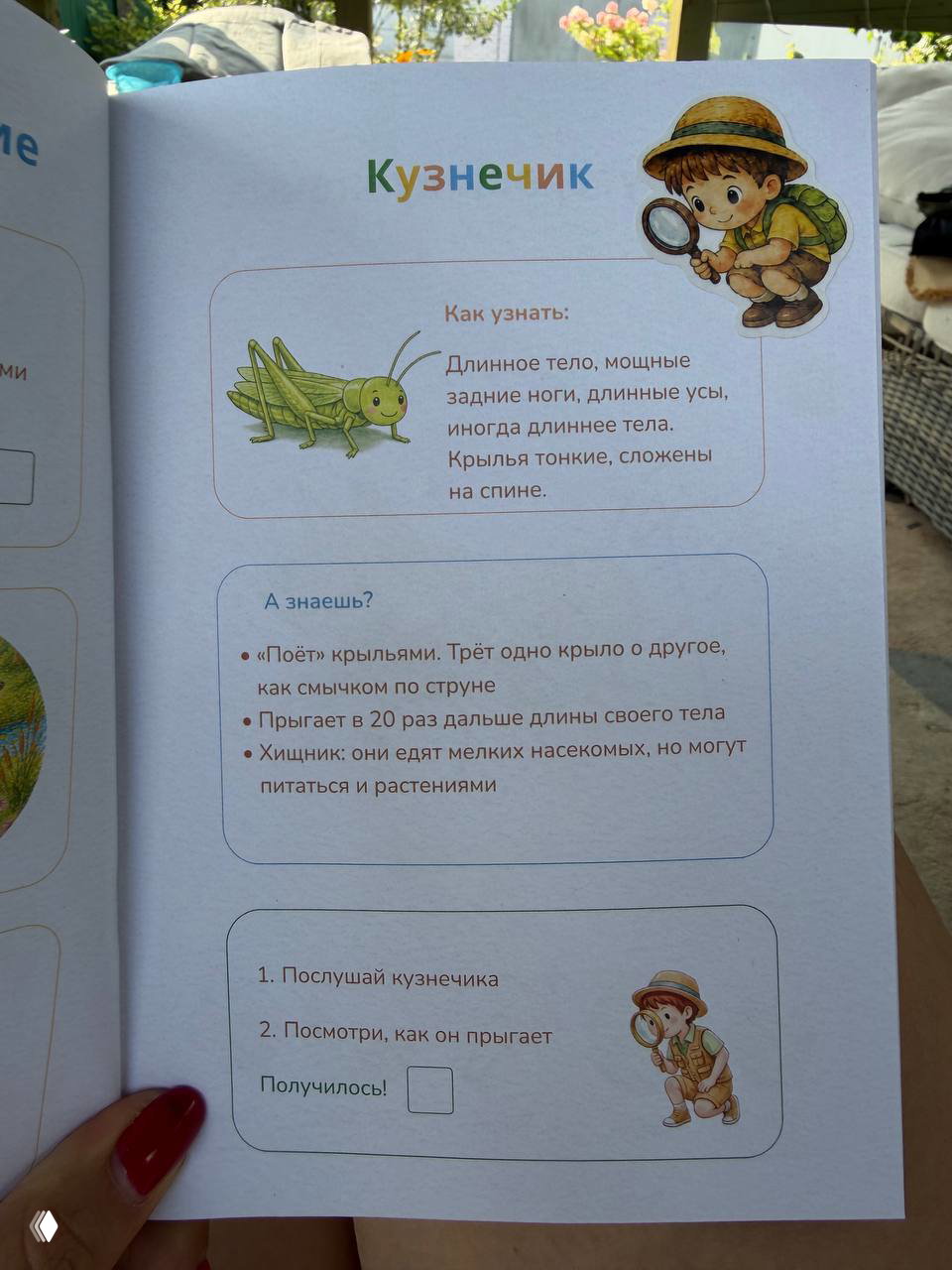 Страница детской книги «Кузнечик» с описанием признаков и фактов, иллюстрацией насекомого и рисунком ребёнка с лупой.