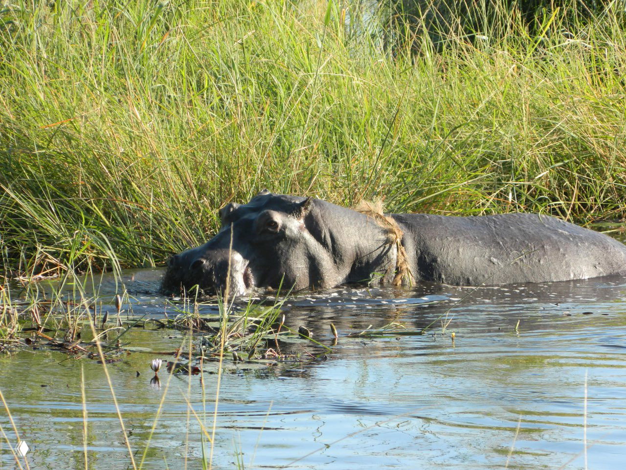 Сидящий в воде бегемот у береговой травы в реке рядом с кемпингом Линьянти — дикая фауна буквально напротив палаток и стоянок.