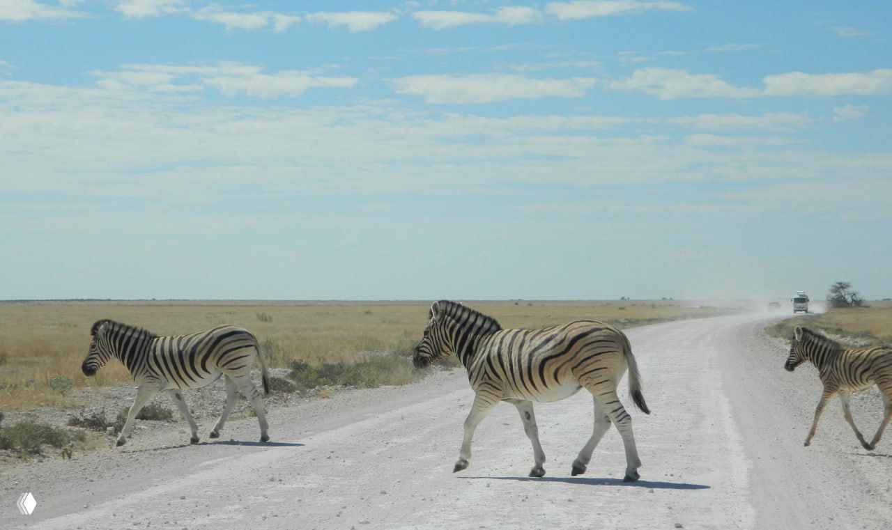 Строй зебр пересекает светлую гравийную дорогу в национальном парке Этоша, с равниной и другими машинами на горизонте.