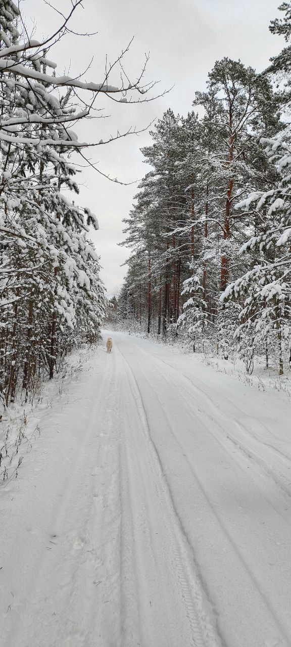Зимний отдых на хуторе — профилактика тревожности