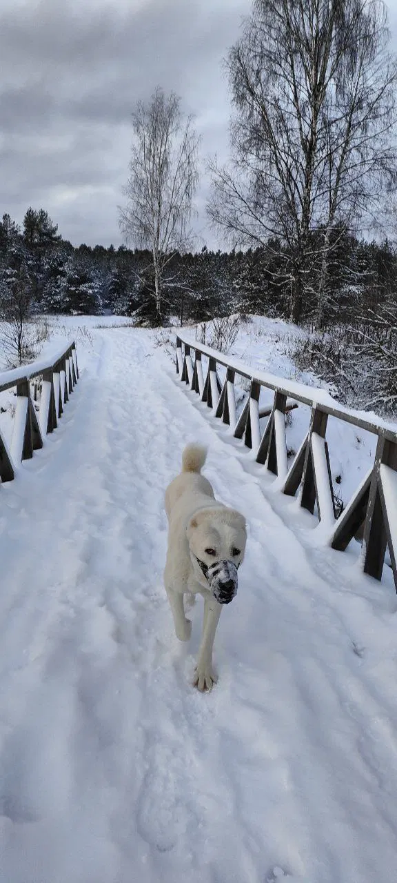 Крупный план белой собаки, идущей по заснеженному деревянному мосту; на носу снег, видны следы на мосту и атмосферный зимний фон.