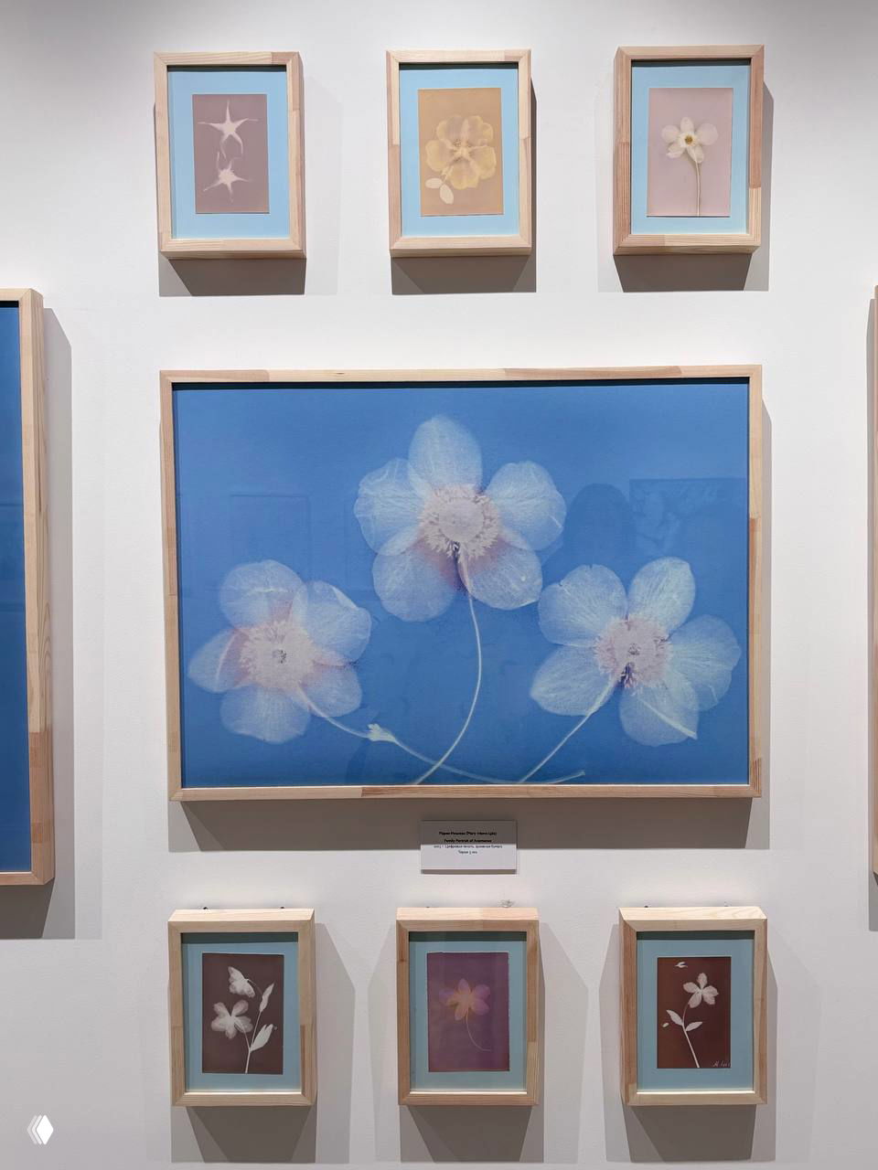 Цифровая печать семейного портрета анемонов на голубом фоне — несколько работ в рамках выставки с нежными воздушными лепестками.