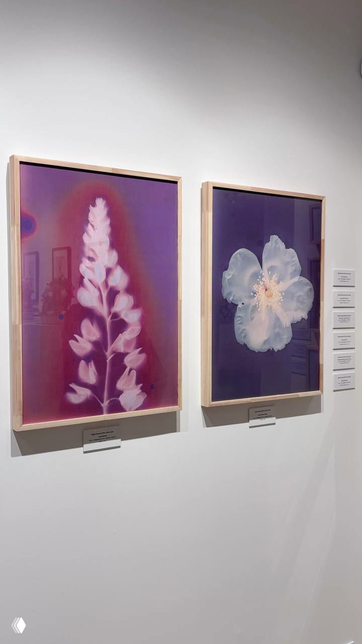 Две крупноформатные цифровые печати с цветочными силуэтами в рамах — нежные градиенты и тонкие лепестки на выставке.