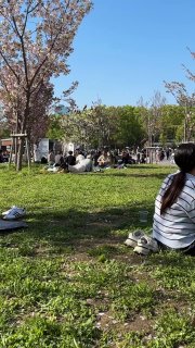 Компания людей сидит на траве под цветущими вишнёвыми деревьями в парке — атмосфера ханами, пикников и весеннего вайба в Осака.