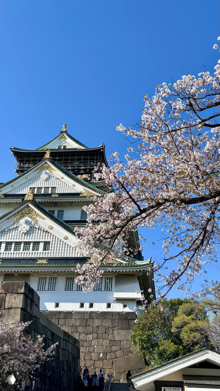 Главный замок города в кадре: белые стены и зелёные крыши на фоне яркого неба, рядом ветви цветущей сакуры — классический осакский пейзаж.