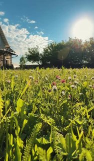 Солнечное летнее утро: поле с клевером и травой на переднем плане, дом и деревья слева, яркое солнце в голубом небе.