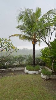 Дождливый сад с пальмой и зелёной растительностью, кадр сделан во время ливня — атмосферный утренний фон к завтраку.